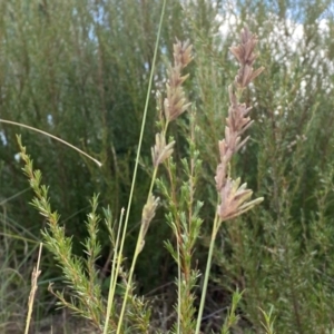 Eragrostis elongata at Bluetts Block (402, 403, 12, 11) - 17 Feb 2024 02:24 PM