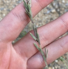 Eragrostis elongata at Bluetts Block (402, 403, 12, 11) - 17 Feb 2024