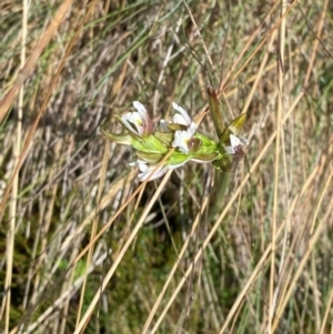 Prasophyllum alpestre at Namadgi National Park - 17 Feb 2024