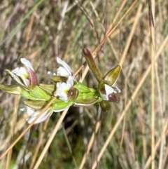 Paraprasophyllum alpestre at Namadgi National Park - 17 Feb 2024