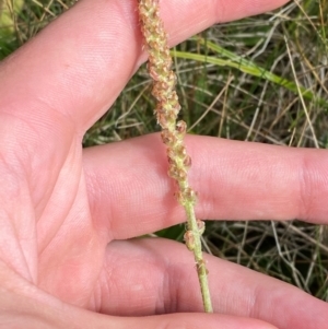 Plantago euryphylla at Namadgi National Park - 17 Feb 2024