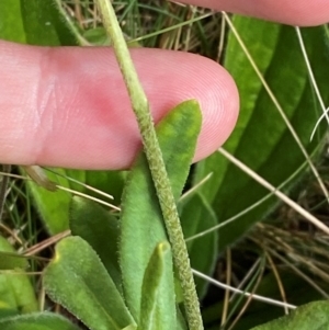 Plantago euryphylla at Namadgi National Park - 17 Feb 2024