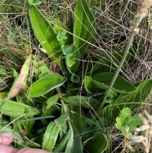 Plantago euryphylla at Namadgi National Park - 17 Feb 2024