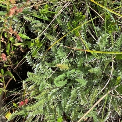 Oreomyrrhis argentea (Silver Carraway) at Namadgi National Park - 17 Feb 2024 by Tapirlord