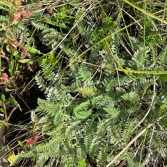 Oreomyrrhis argentea (Silver Carraway) at Cotter River, ACT - 17 Feb 2024 by Tapirlord