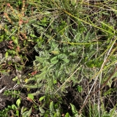 Oreomyrrhis argentea at Namadgi National Park - 17 Feb 2024