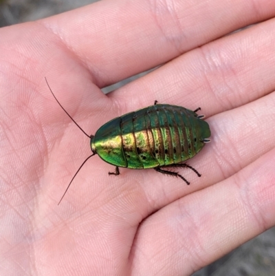 Polyzosteria viridissima (Alpine Metallic Cockroach) at Namadgi National Park - 17 Feb 2024 by Tapirlord