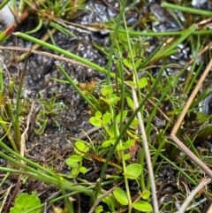 Juncus sandwithii (Alpine Joint-leaf Rush) at Cotter River, ACT - 16 Feb 2024 by Tapirlord