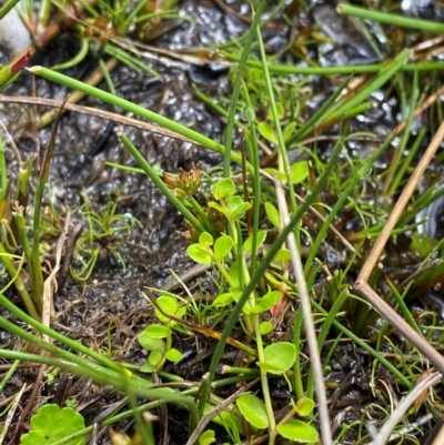 Juncus sandwithii (Alpine Joint-leaf Rush) at Namadgi National Park - 17 Feb 2024 by Tapirlord