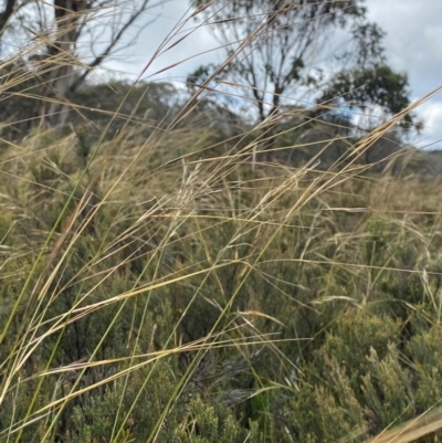 Austrostipa nivicola (Alpine Spear-Grass) at Namadgi National Park - 17 Feb 2024 by Tapirlord