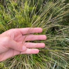 Austrostipa nivicola at Namadgi National Park - 17 Feb 2024 10:34 AM