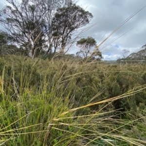 Austrostipa nivicola at Namadgi National Park - 17 Feb 2024