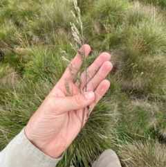 Hookerochloa hookeriana (Hooker's Fescue) at Namadgi National Park - 17 Feb 2024 by Tapirlord