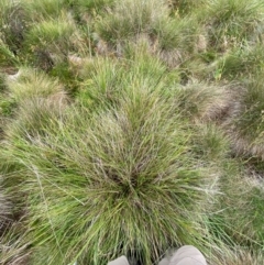 Hookerochloa hookeriana at Namadgi National Park - 17 Feb 2024