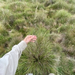 Hookerochloa hookeriana at Namadgi National Park - 17 Feb 2024 10:21 AM