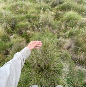 Hookerochloa hookeriana at Namadgi National Park - 17 Feb 2024