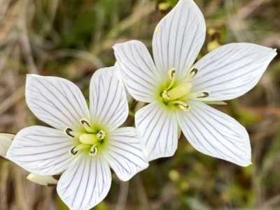 Gentianella muelleriana subsp. jingerensis (Mueller's Snow-gentian) at Namadgi National Park - 17 Feb 2024 by Tapirlord