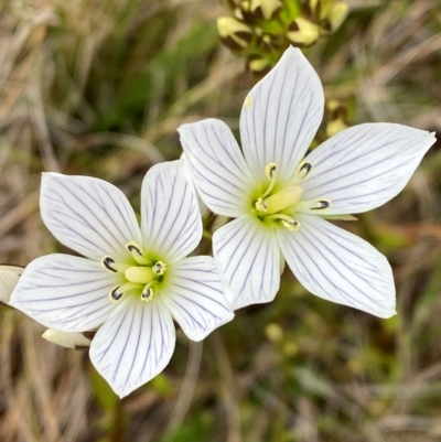 Gentianella muelleriana subsp. jingerensis (Mueller's Snow-gentian) at Cotter River, ACT - 16 Feb 2024 by Tapirlord