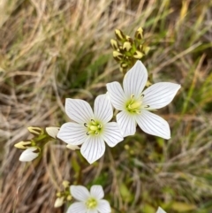 Gentianella muelleriana subsp. jingerensis at Namadgi National Park - suppressed