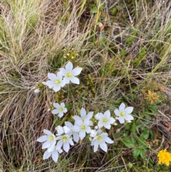 Gentianella muelleriana subsp. jingerensis at Namadgi National Park - suppressed