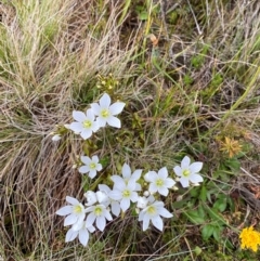 Gentianella muelleriana subsp. jingerensis at Namadgi National Park - 17 Feb 2024