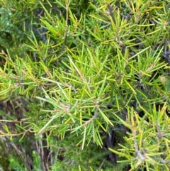 Grevillea australis (Alpine Grevillea) at Namadgi National Park - 16 Feb 2024 by Tapirlord