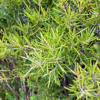 Grevillea australis (Alpine Grevillea) at Namadgi National Park - 17 Feb 2024 by Tapirlord