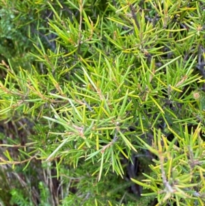 Grevillea australis at Namadgi National Park - 17 Feb 2024