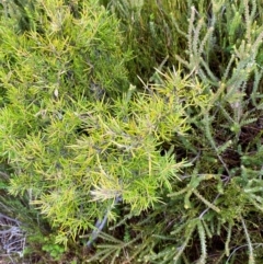 Grevillea australis at Namadgi National Park - 17 Feb 2024 10:03 AM