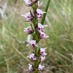 Prasophyllum venustum (Charming leek orchid) at Namadgi National Park - 16 Feb 2024 by Tapirlord