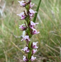 Prasophyllum venustum at Namadgi National Park - 17 Feb 2024