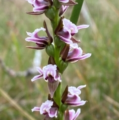 Paraprasophyllum venustum at Namadgi National Park - suppressed