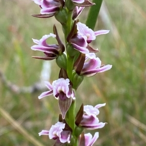 Paraprasophyllum venustum at Namadgi National Park - suppressed