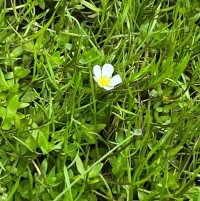 Ranunculus millanii (Dwarf Buttercup) at Namadgi National Park - 17 Feb 2024 by Tapirlord