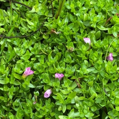 Gratiola nana at Cotter River, ACT - 16 Feb 2024 by Tapirlord