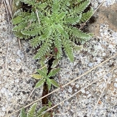 Oreomyrrhis argentea (Silver Carraway) at Cotter River, ACT - 17 Feb 2024 by Tapirlord