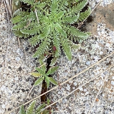 Oreomyrrhis argentea (Silver Carraway) at Namadgi National Park - 16 Feb 2024 by Tapirlord