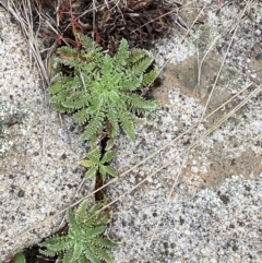 Oreomyrrhis argentea at Namadgi National Park - 17 Feb 2024 09:44 AM