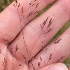 Agrostis bettyae (Forest Bent) at Namadgi National Park - 17 Feb 2024 by Tapirlord