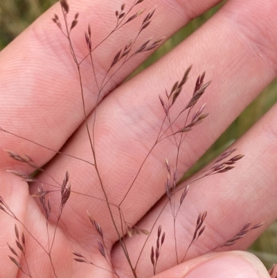 Agrostis bettyae (Forest Bent) at Namadgi National Park - 17 Feb 2024 by Tapirlord
