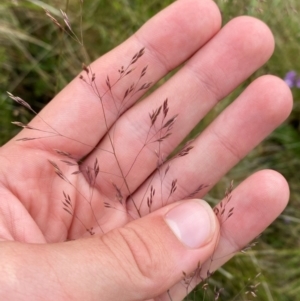 Agrostis bettyae at Namadgi National Park - 17 Feb 2024