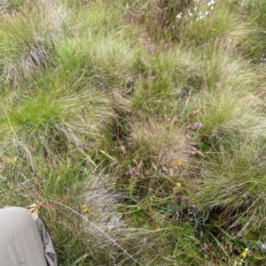 Agrostis bettyae at Namadgi National Park - 17 Feb 2024