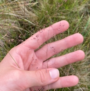 Agrostis bettyae at Namadgi National Park - 17 Feb 2024