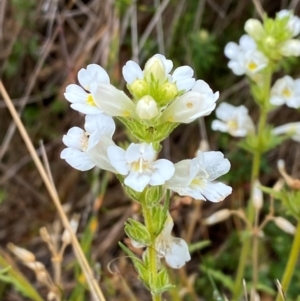 Euphrasia caudata at Namadgi National Park - 17 Feb 2024 09:37 AM