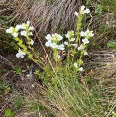 Euphrasia caudata at Namadgi National Park - 17 Feb 2024 09:37 AM