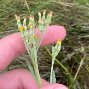 Senecio extensus at Namadgi National Park - 17 Feb 2024