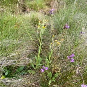 Senecio extensus at Namadgi National Park - 17 Feb 2024