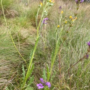 Senecio extensus at Namadgi National Park - 17 Feb 2024