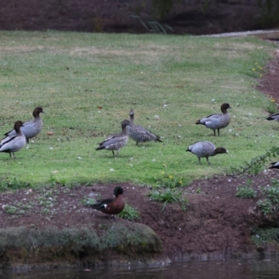 Chenonetta jubata (Australian Wood Duck) at Smithton, TAS - 10 Feb 2024 by AlisonMilton