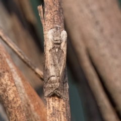 Drymoptila temenitis (Crescent-tipped Geometrid) at Higgins Woodland - 30 Mar 2024 by Untidy